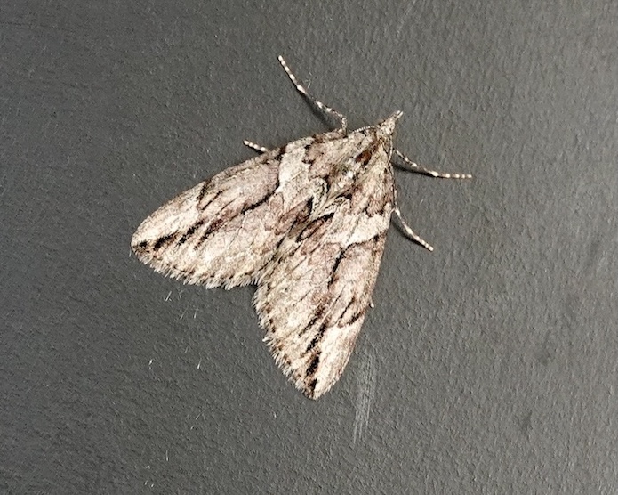 Cypress carpet